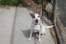 ANUBIS, Hund, Podenco-Mix in Spanien - Bild 4