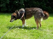 LARA, Hund, Mischlingshund in Bendorf - Bild 2
