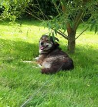 LARA, Hund, Mischlingshund in Bendorf - Bild 4