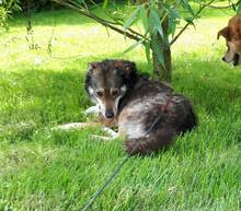 LARA, Hund, Mischlingshund in Bendorf - Bild 5