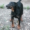 BEA, Hund, Jagdterrier in Slowakische Republik - Bild 5