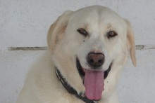 SORAYA, Hund, Deutscher Schäferhund-Golden Retriever-Mix in Spanien - Bild 2