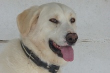SORAYA, Hund, Deutscher Schäferhund-Golden Retriever-Mix in Spanien - Bild 3