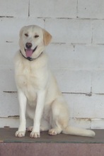 SORAYA, Hund, Deutscher Schäferhund-Golden Retriever-Mix in Spanien - Bild 4