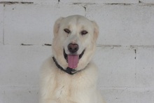 SORAYA, Hund, Deutscher Schäferhund-Golden Retriever-Mix in Spanien - Bild 5