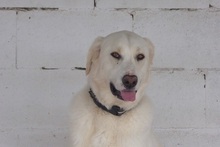 SORAYA, Hund, Deutscher Schäferhund-Golden Retriever-Mix in Spanien - Bild 6