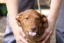 VIOLETTA, Hund, Mischlingshund in Italien - Bild 1