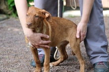 VIOLETTA, Hund, Mischlingshund in Italien - Bild 2