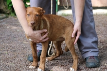 VIOLETTA, Hund, Mischlingshund in Italien - Bild 3