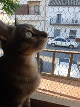 PEPINO, Katze, Hauskatze in Spanien - Bild 4