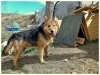 CURRELE, Hund, Mischlingshund in Spanien - Bild 4