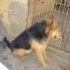 CURRELE, Hund, Mischlingshund in Spanien - Bild 5