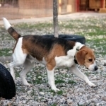 CYRIL, Hund, Beagle in Slowakische Republik - Bild 1