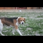 CYRIL, Hund, Beagle in Slowakische Republik - Bild 2