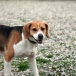 CYRIL, Hund, Beagle in Slowakische Republik - Bild 3