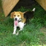 CYRIL, Hund, Beagle in Slowakische Republik - Bild 4