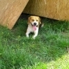 CYRIL, Hund, Beagle in Slowakische Republik - Bild 5