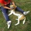 CYRIL, Hund, Beagle in Slowakische Republik - Bild 8