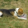 CYRIL, Hund, Beagle in Slowakische Republik - Bild 9
