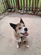 ODIN, Hund, Mischlingshund in Marsberg