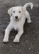 AIKA, Hund, Mischlingshund in Rumänien - Bild 1