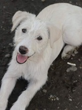 AIKA, Hund, Mischlingshund in Rumänien - Bild 10
