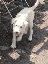 AIKA, Hund, Mischlingshund in Rumänien - Bild 11