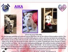 AIKA, Hund, Mischlingshund in Rumänien - Bild 2