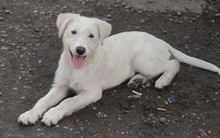 AIKA, Hund, Mischlingshund in Rumänien - Bild 3