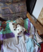 AIKA, Hund, Mischlingshund in Rumänien - Bild 4