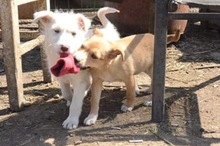 AIKA, Hund, Mischlingshund in Rumänien - Bild 5