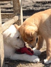 AIKA, Hund, Mischlingshund in Rumänien - Bild 6