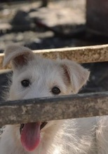 AIKA, Hund, Mischlingshund in Rumänien - Bild 7