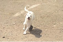 AIKA, Hund, Mischlingshund in Rumänien - Bild 8