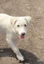 AIKA, Hund, Mischlingshund in Rumänien - Bild 9