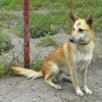 GARRY, Hund, Mischlingshund in Slowakische Republik - Bild 1