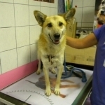 GARRY, Hund, Mischlingshund in Slowakische Republik - Bild 2