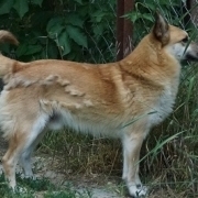 GARRY, Hund, Mischlingshund in Slowakische Republik - Bild 3