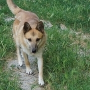 GARRY, Hund, Mischlingshund in Slowakische Republik - Bild 5
