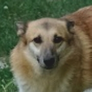 GARRY, Hund, Mischlingshund in Slowakische Republik - Bild 6