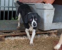 LAICA, Hund, Mischlingshund in Ungarn - Bild 2