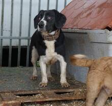 LAICA, Hund, Mischlingshund in Ungarn - Bild 3
