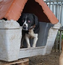 LAICA, Hund, Mischlingshund in Ungarn - Bild 4