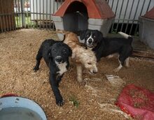 LAICA, Hund, Mischlingshund in Ungarn - Bild 5