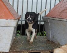 LAICA, Hund, Mischlingshund in Ungarn - Bild 6