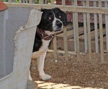LAICA, Hund, Mischlingshund in Ungarn - Bild 8