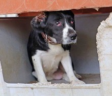 LAICA, Hund, Mischlingshund in Ungarn - Bild 9