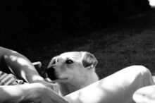RONJA, Hund, Mischlingshund in Hamburg - Bild 13