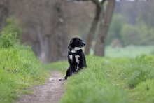 ELLIE, Hund, Mischlingshund in Berlin - Bild 13