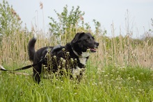 ELLIE, Hund, Mischlingshund in Köln - Bild 6